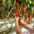 Hydroponic Systems Greenhouse de policarbonato para tomate